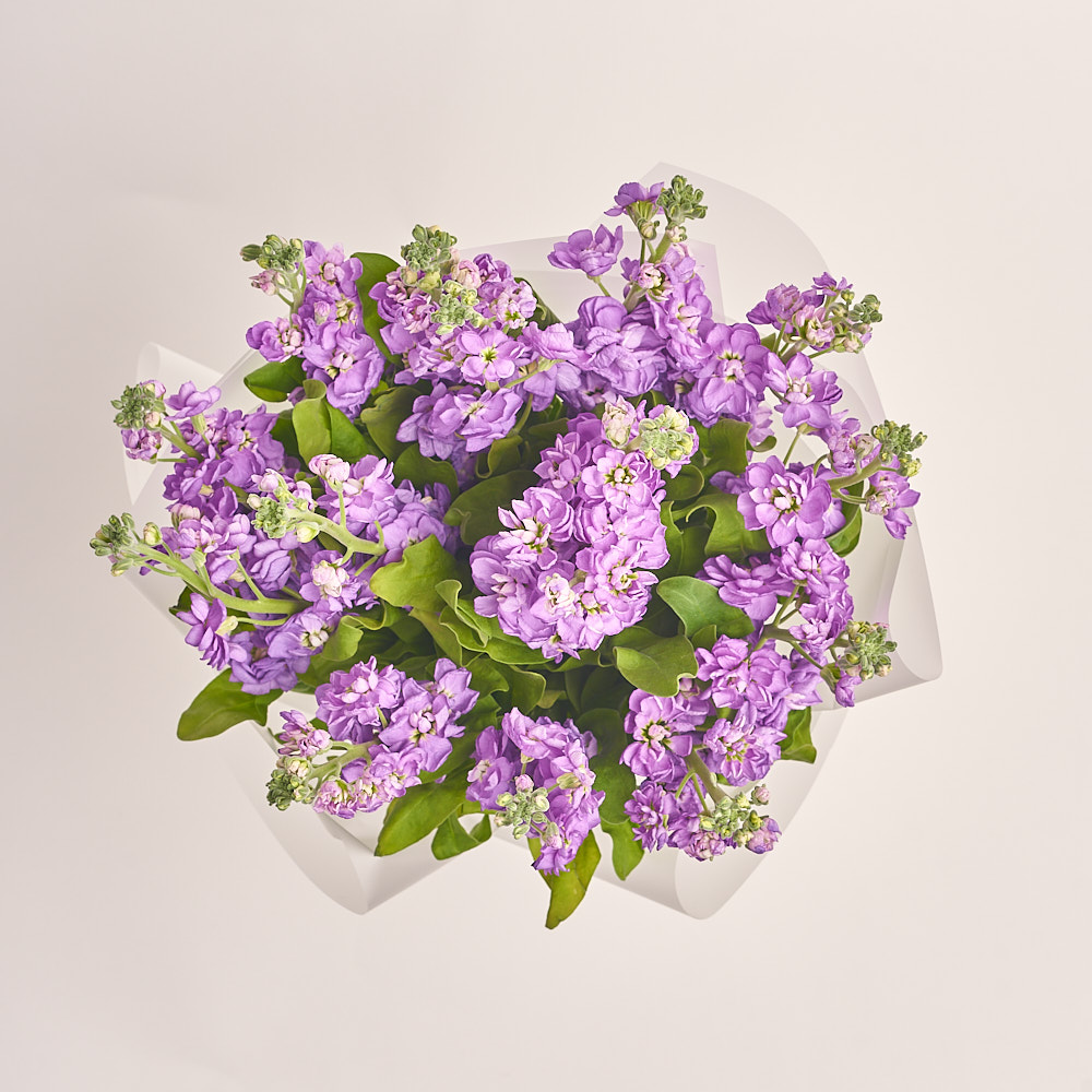 Product image Bouquet 15 Violet Matthiolus, vendor code: 3151