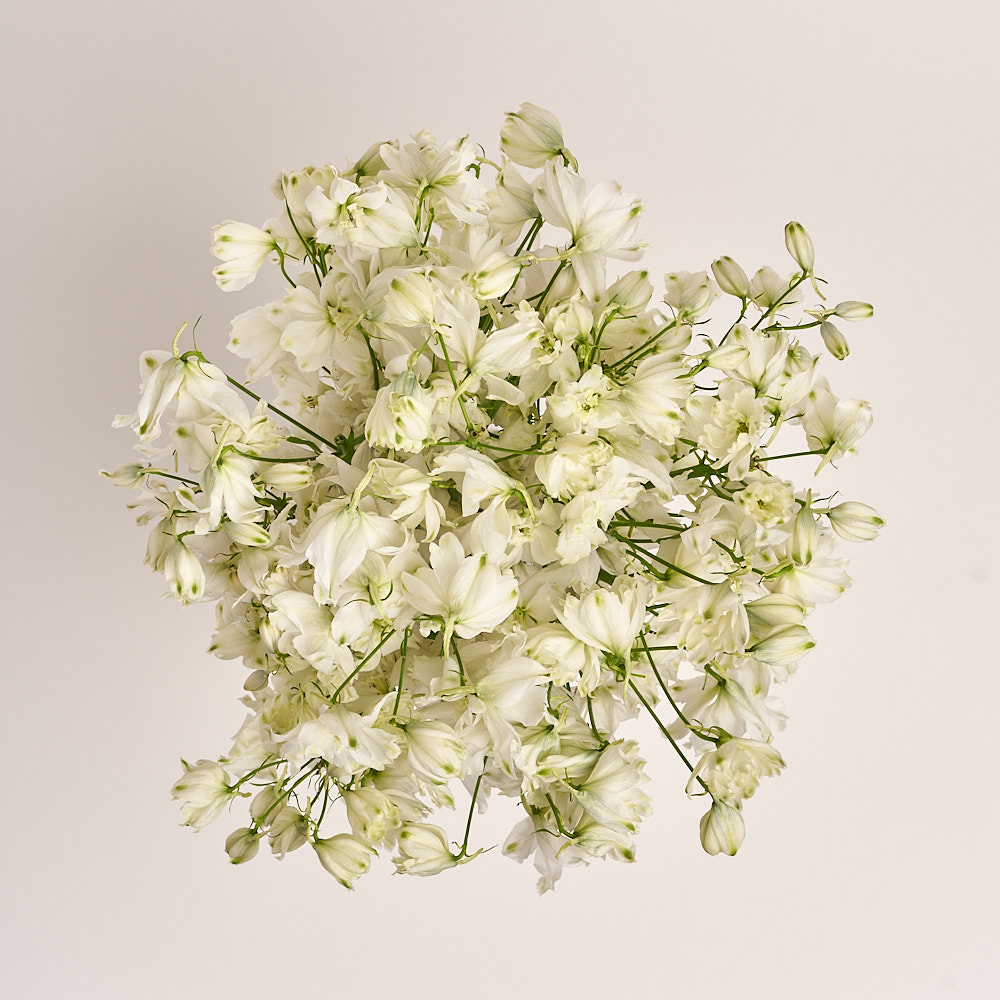 Product image Bouquet 19 White Delphiniums, vendor code: 3335
