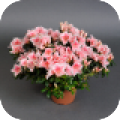 Product image Cactus TEST, vendor code: 402