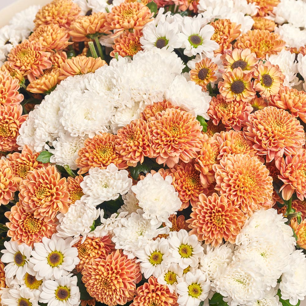 Product image Bouquet of 51 Chrysanthemums Santinі Mix, vendor code: 3544