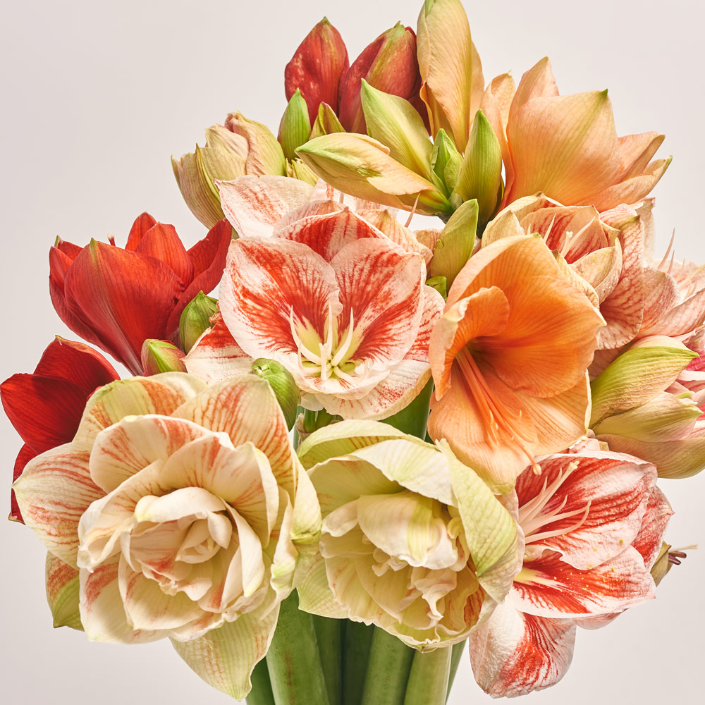 Product image Bouquet of 11 Amaryllis mix, packaging: Without packaging, vendor code: 3658