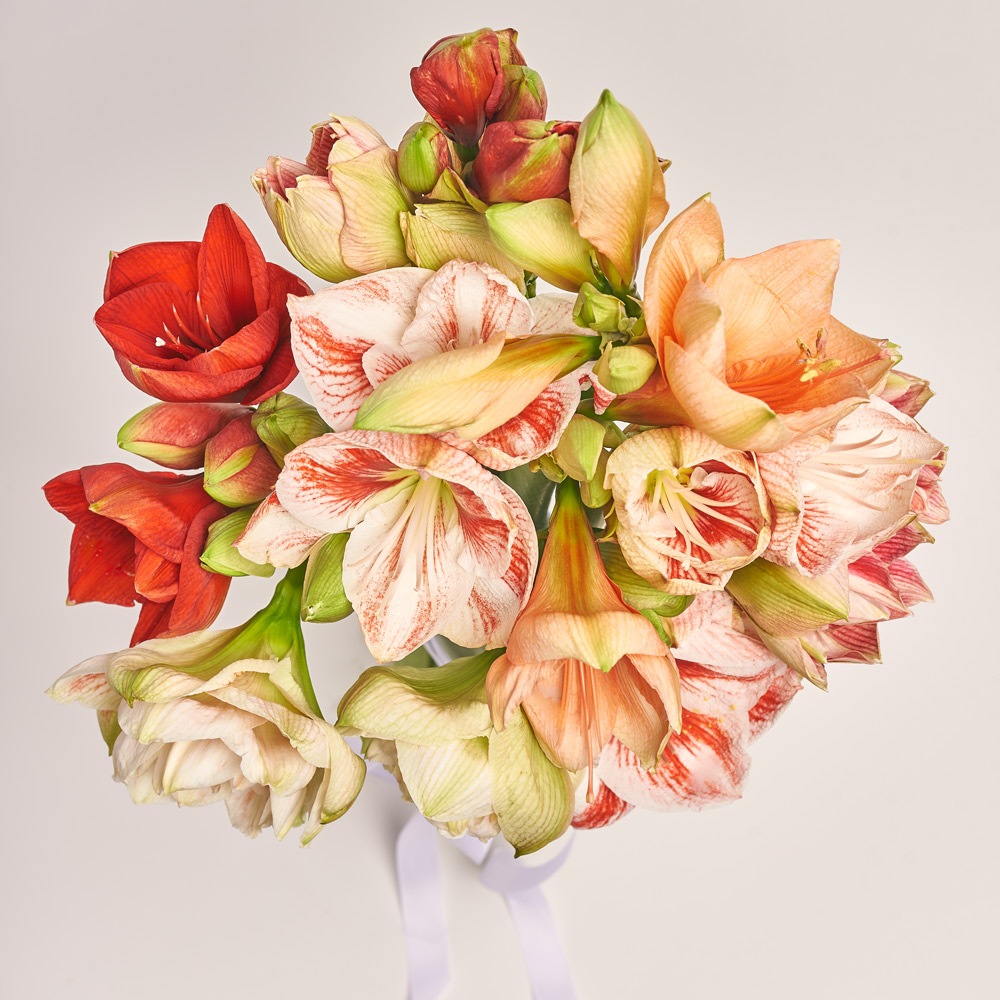 Product image Bouquet of 11 Amaryllis mix, packaging: Without packaging, vendor code: 3658