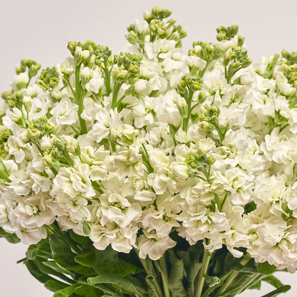 Product image Bouquet 51 White Matiola, packaging: Kafin rose, vendor code: 3663