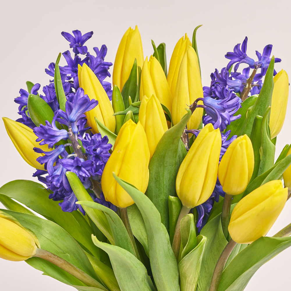 Product image Duo bouquet with Tulips and Hyacinths, packaging: Gradiens tiffany, vendor code: 3690