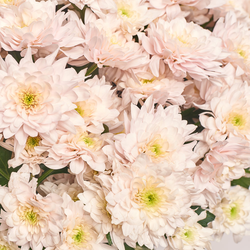 Product image Bouquet of 25 light pink Chrysanthemums, packaging: Kafin rose, vendor code: 3697