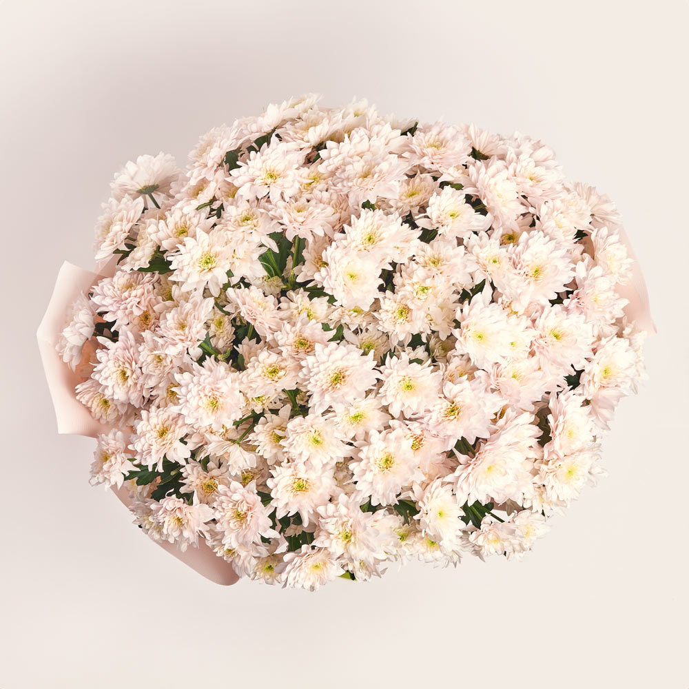 Product image Bouquet of 25 light pink Chrysanthemums, packaging: Kafin rose, vendor code: 3697