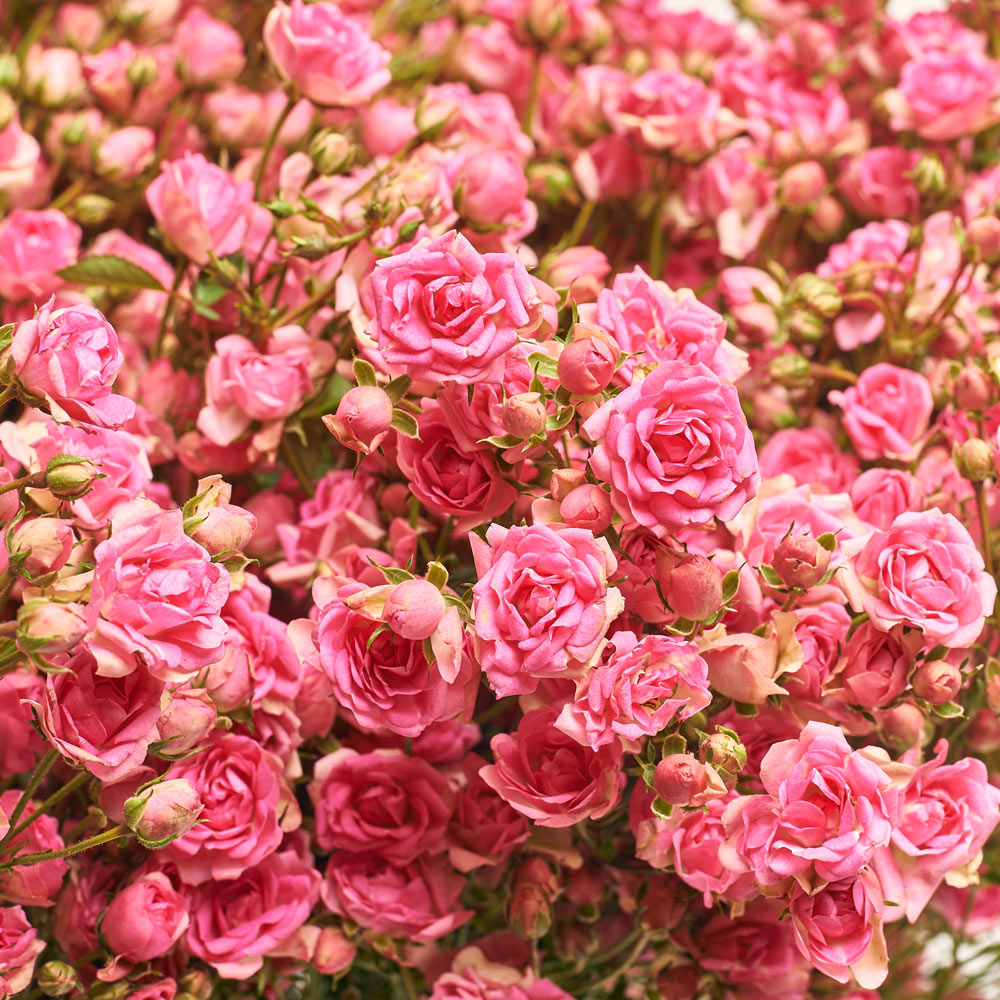 Product image Bouquet of 25 Pink Spray Roses, packaging: Kafin rose, vendor code: 3698