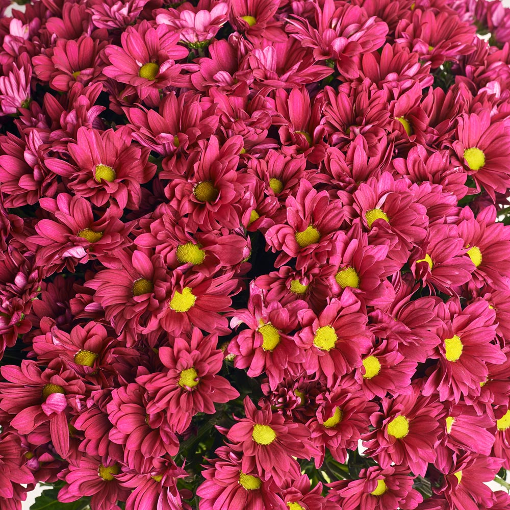 Product image Bouquet of 25 Purple Chrysanthemum Daisies, packaging: Gradiens tiffany, vendor code: 3699