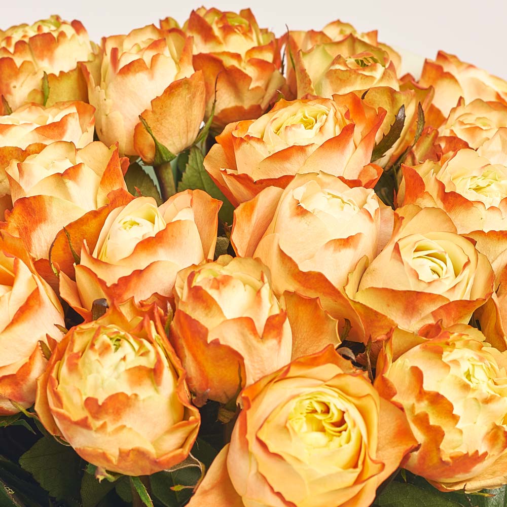 Product image Bouquet of 25 Roses Karma, packaging: Gradiens tiffany, vendor code: 3713