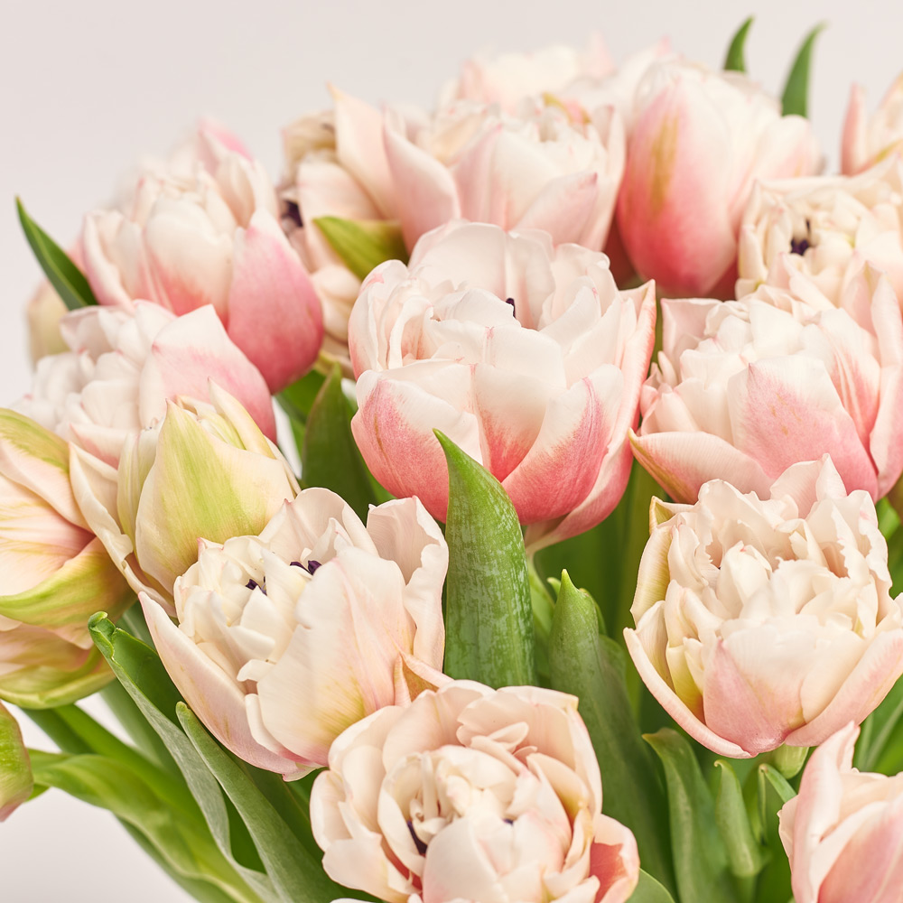 Product image Bouquet of 25 pink and white peony Tulips, packaging: Powder, vendor code: 3715