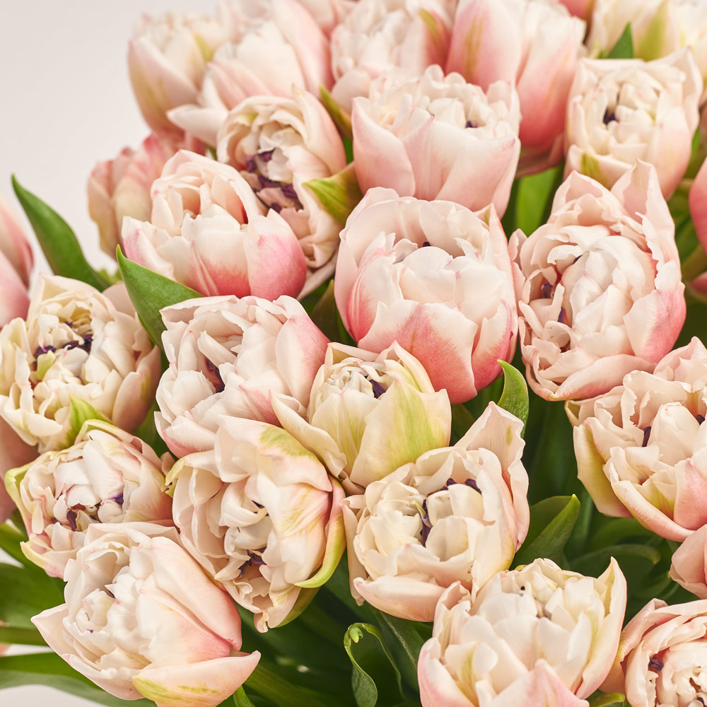 Product image Bouquet of 51 pink and white peony Tulips, packaging: Coral, vendor code: 3716