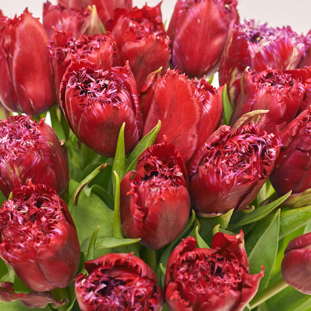 Product image Bouquet of 25 red terry Tulips, packaging: Transparent, vendor code: 3717