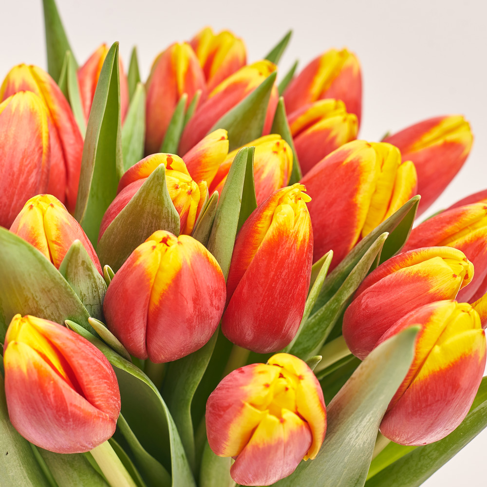 Product image Bouquet of 25 red and yellow Tulips, packaging: Powder, vendor code: 3718