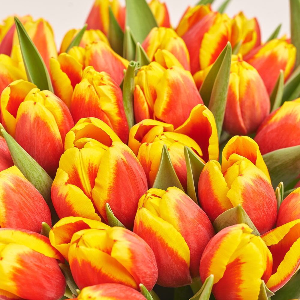 Product image Bouquet of 51 red and yellow Tulips, packaging: Gradiens tiffany, vendor code: 3719