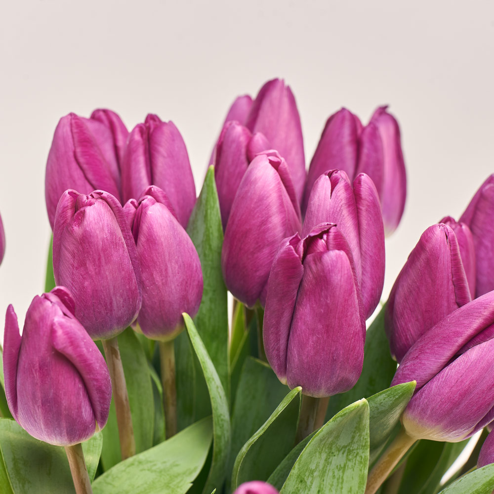 Product image Bouquet of 25 purple Tulips Classic, packaging: Kafin cream, vendor code: 3722