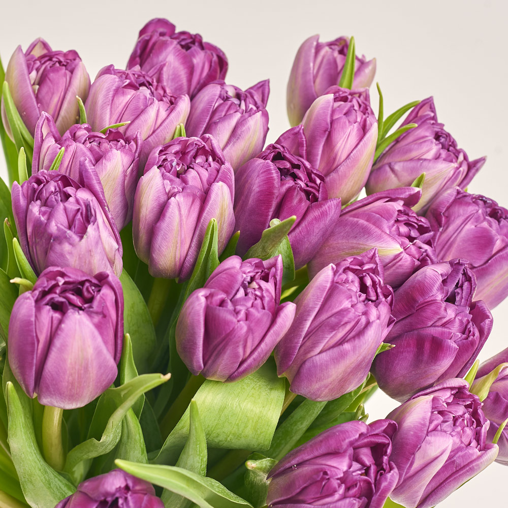 Product image Bouquet of 25 Purple Tulips Double, packaging: Newspaper, vendor code: 3721