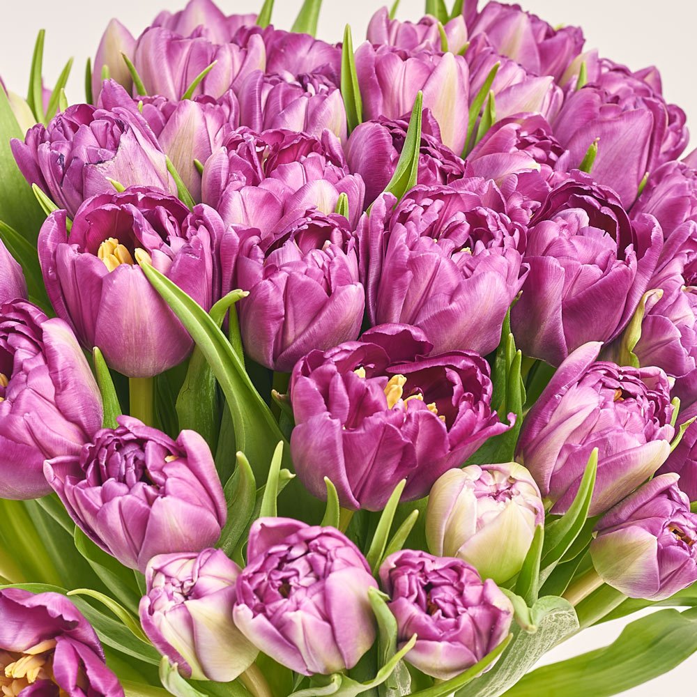 Product image Bouquet of 51 Purple Tulips Double, packaging: Gray, vendor code: 3723