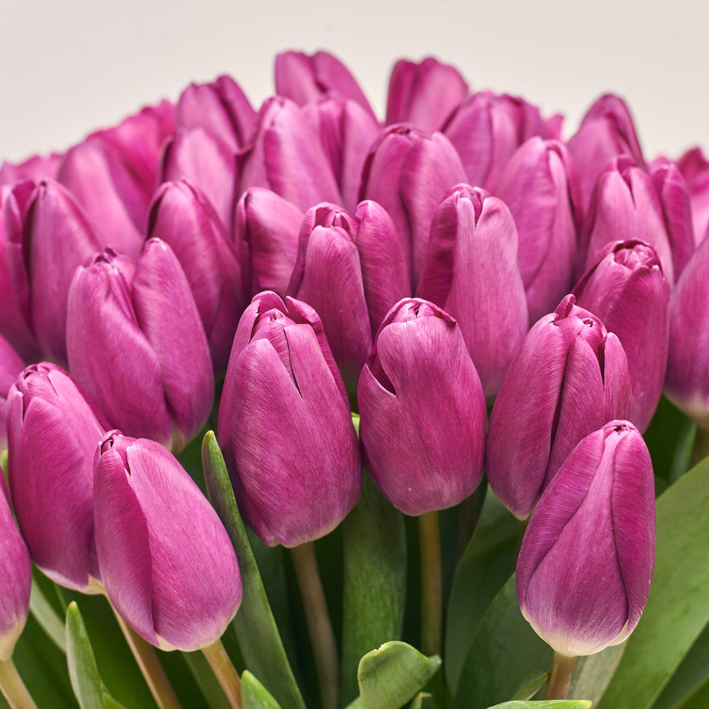 Product image Bouquet of 51 purple Tulips Classic, packaging: White, vendor code: 3724