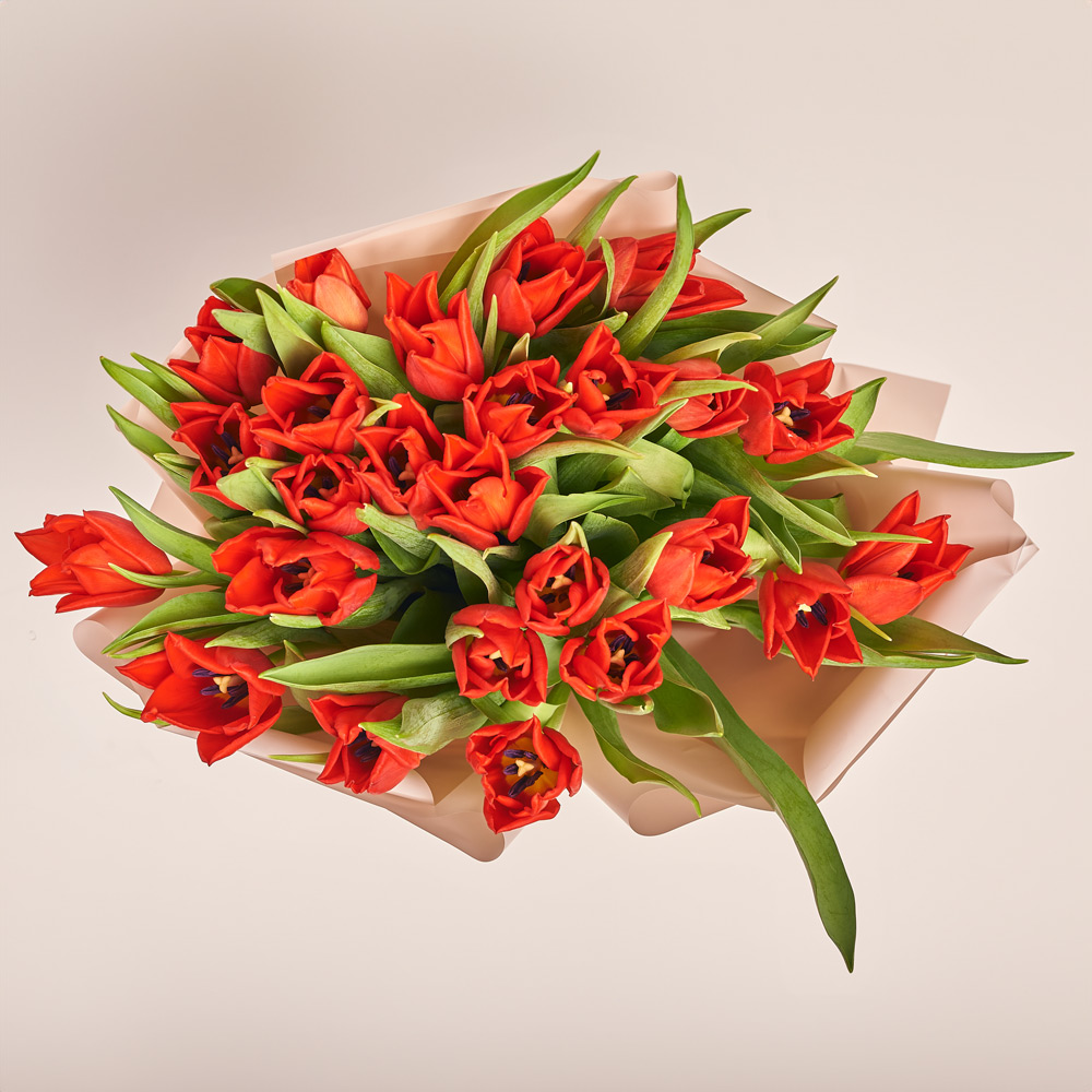 Product image Bouquet of 25 red Tulips Classic, packaging: Powder, vendor code: 3725