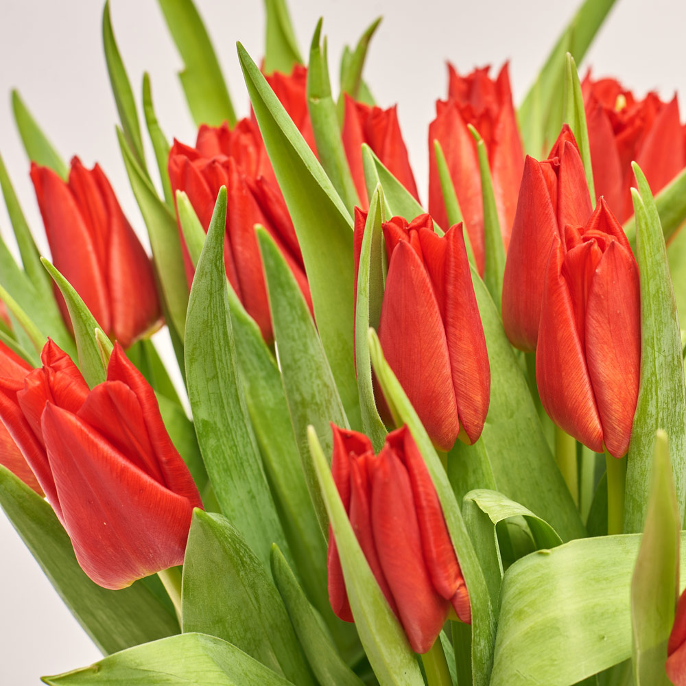 Product image Bouquet of 25 red Tulips Classic, packaging: Powder, vendor code: 3725