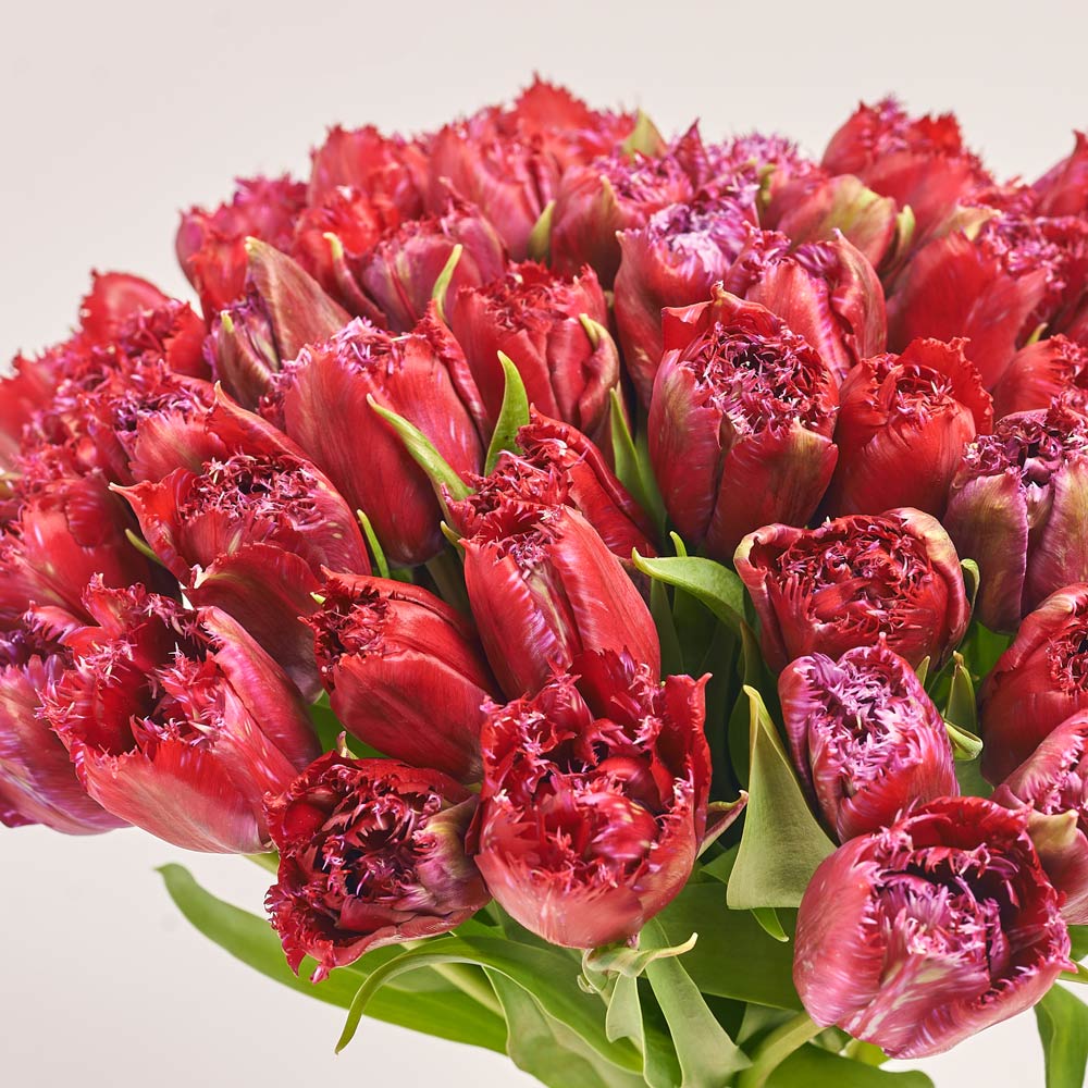 Product image Bouquet of 51 red terry Тulips, packaging: Kafin rose, vendor code: 3726