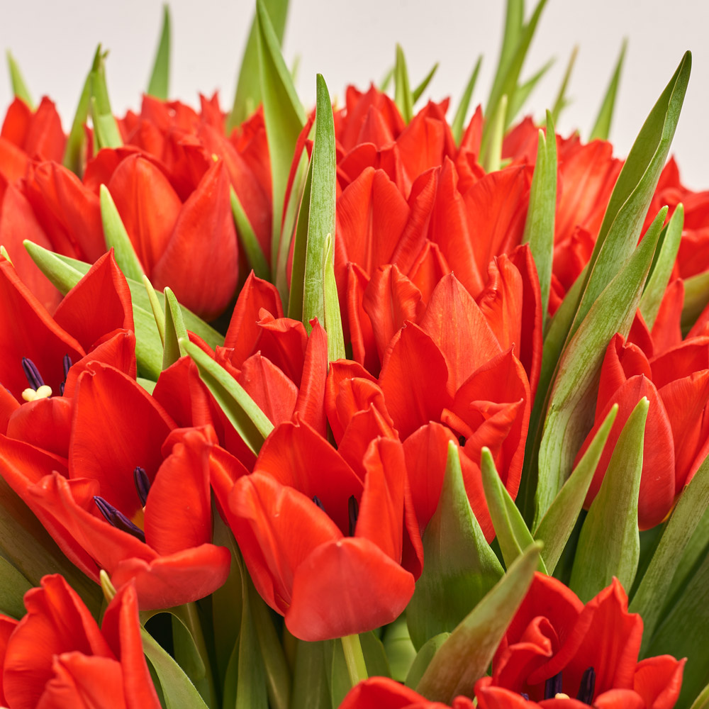 Product image Bouquet of 51 red Tulips Classic, packaging: Transparent, vendor code: 3727