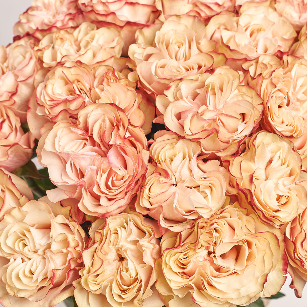 Product image Bouquet of 25 peony Roses Candy, packaging: Kafin rust, vendor code: 3728