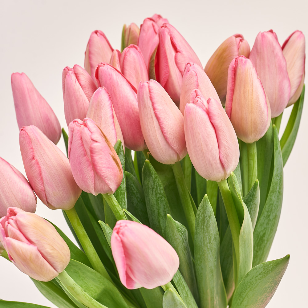 Product image Bouquet of 25 pink Tulips Classic, packaging: Coral, vendor code: 3729