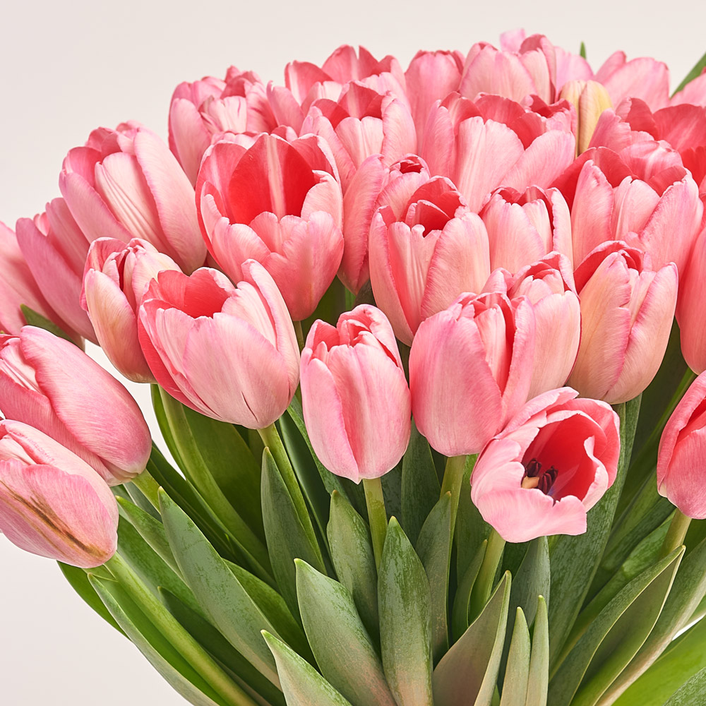 Product image Bouquet of 51 pink Tulips Classic, packaging: Transparent, vendor code: 3730