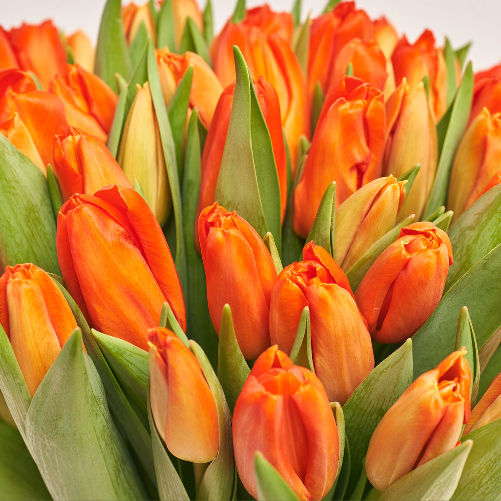 Product image Bouquet 51 Orange Tulip Classic, packaging: Peach, vendor code: 3731