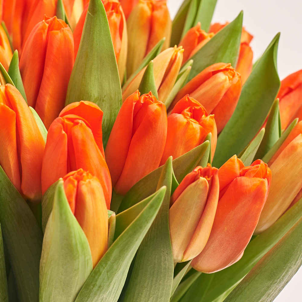 Product image Bouquet of 25 orange Tulips Classic, packaging: White, vendor code: 3738