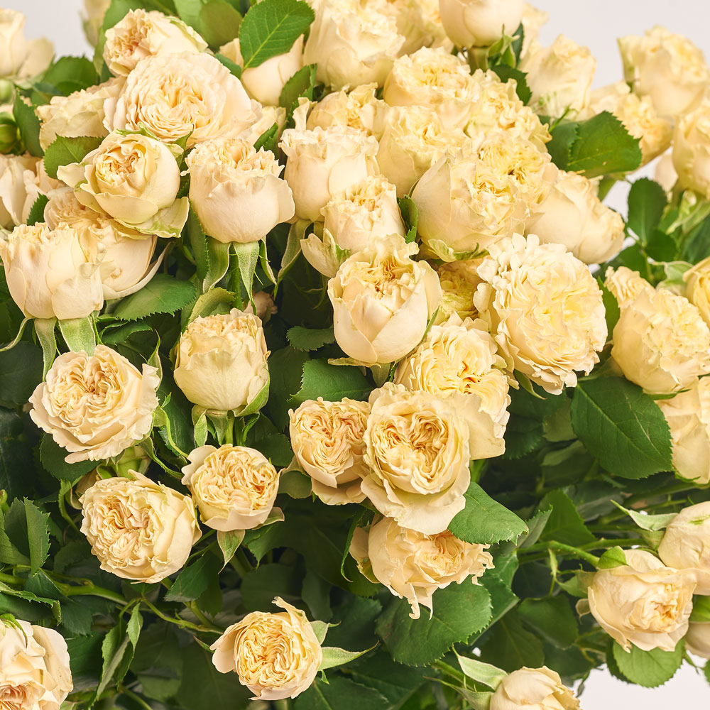 Product image Bouquet of 25 Beige Roses Spray, packaging: Red, vendor code: 3750