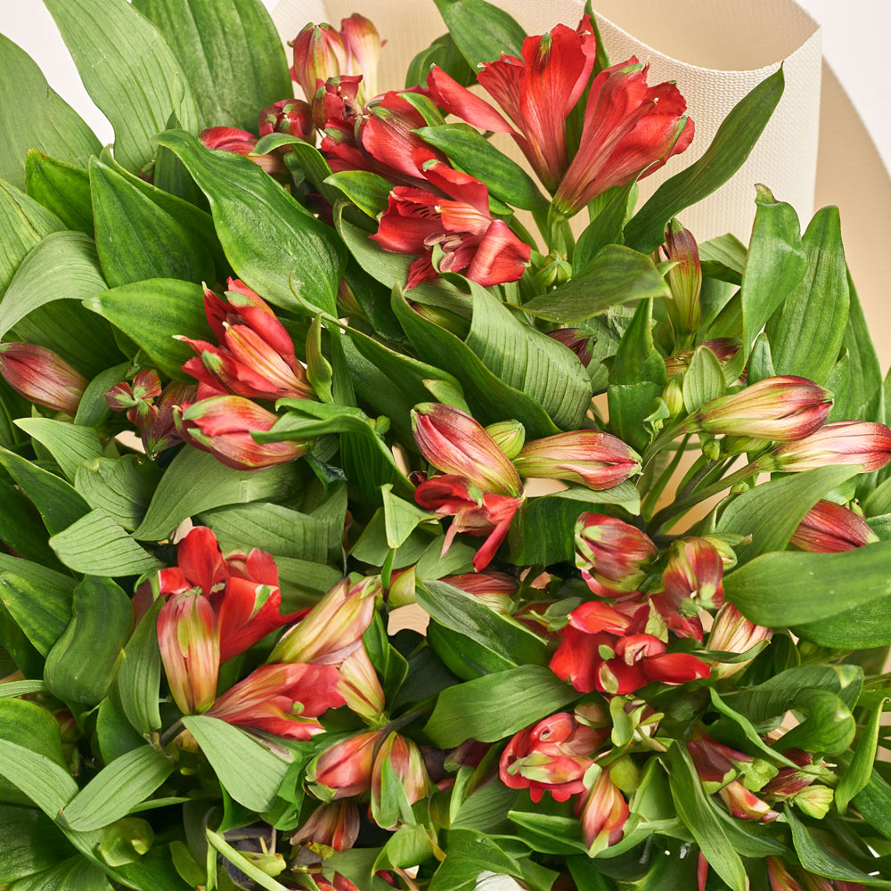 Product image Bouquet of 25 red Alstroemerias, packaging: Gradiens pink, vendor code: 3754