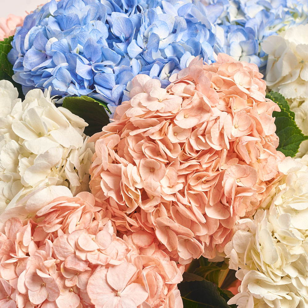 Product image Bouquet of 15 Hydrangeas Mix, packaging: Gradiens tiffany, vendor code: 3764