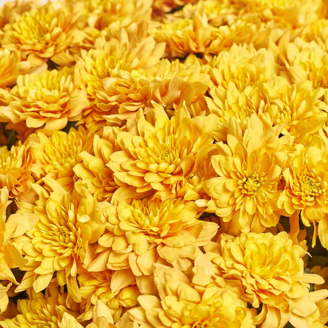 Изображение товара , артикул: 