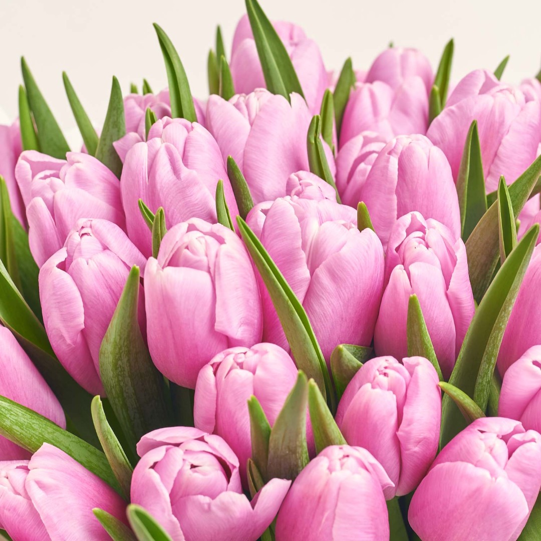 Product image Bouquet of 51 Light Purple Tulips, vendor code: 4004