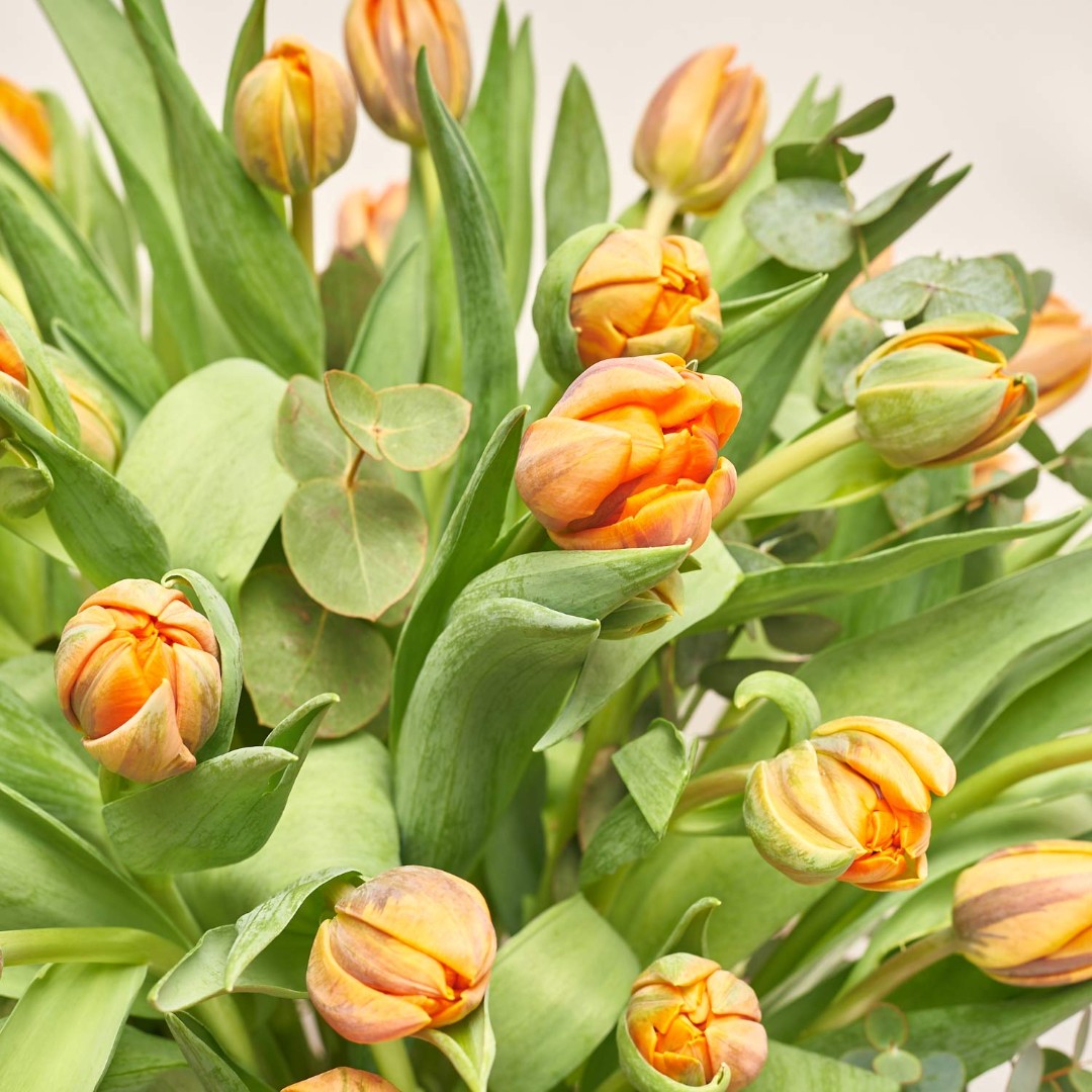 Product image 51 Orange Peony Tulips and Eucaliptus in flowerpot, vendor code: 4006