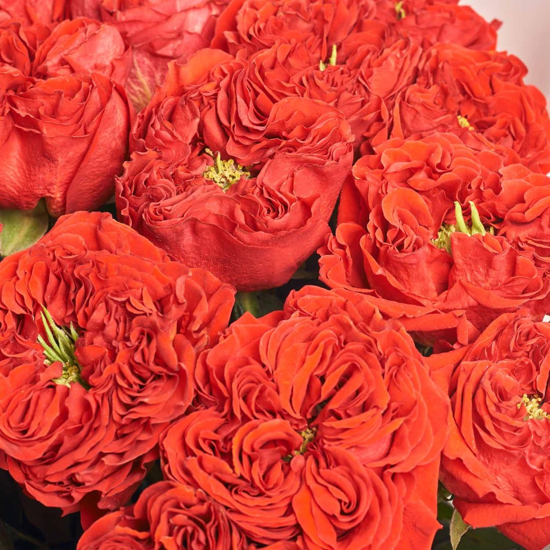 Product image Bouquet 25 Red Peony Roses, vendor code: 4044
