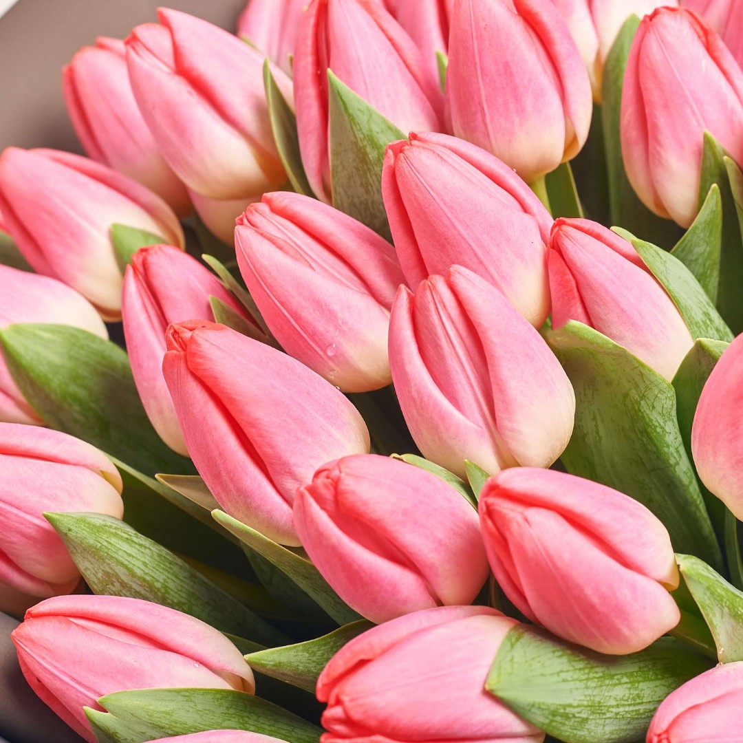 Зображення товару Букет 51 Рожевий тюльпан, артикул: 2297