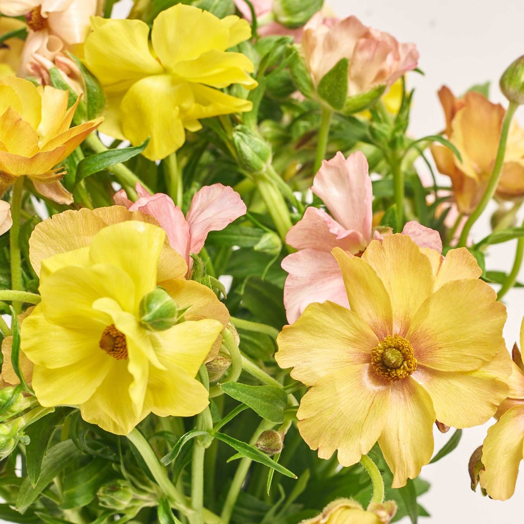 Product image Bouquet 25 Ranunculuses Butterfly Мix, vendor code: 4047