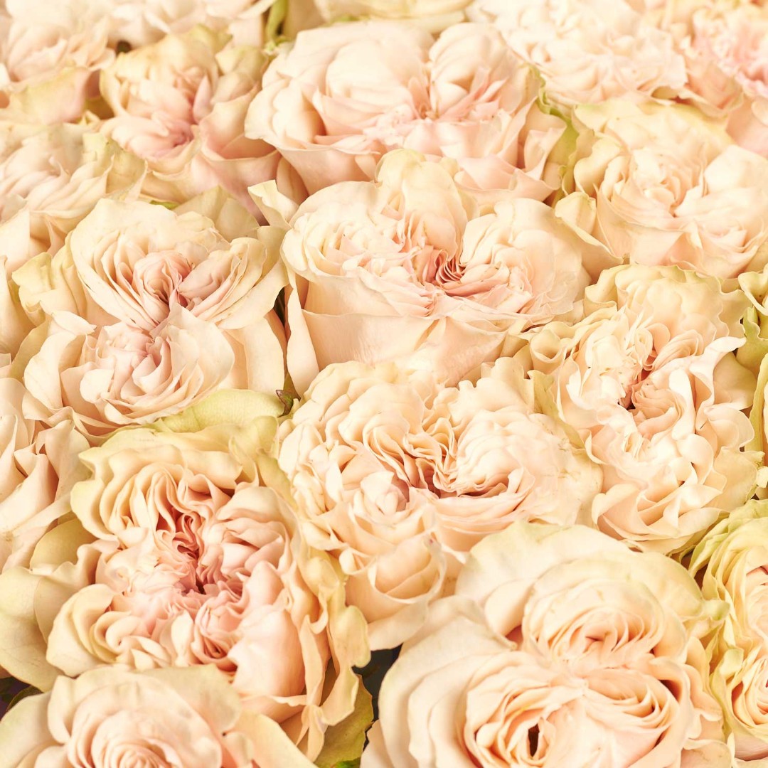 Product image Bouquet of 25 peony roses Secret, vendor code: 4051