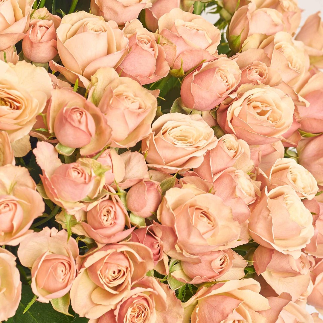 Product image Bouquet of 25 Roses Spray Destiny, vendor code: 4053