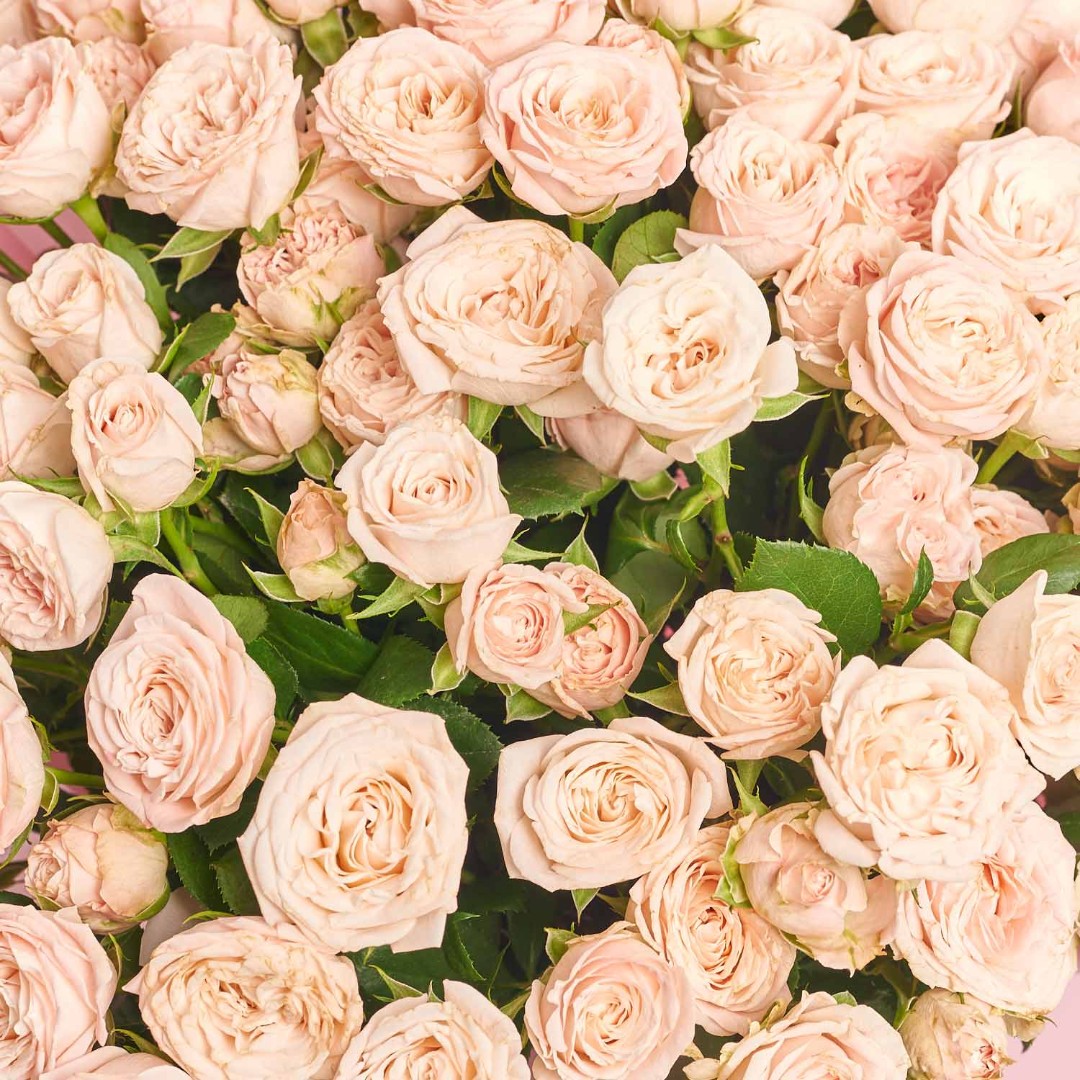 Product image Bouquet of 25 Roses Spray Bombastic, vendor code: 4057