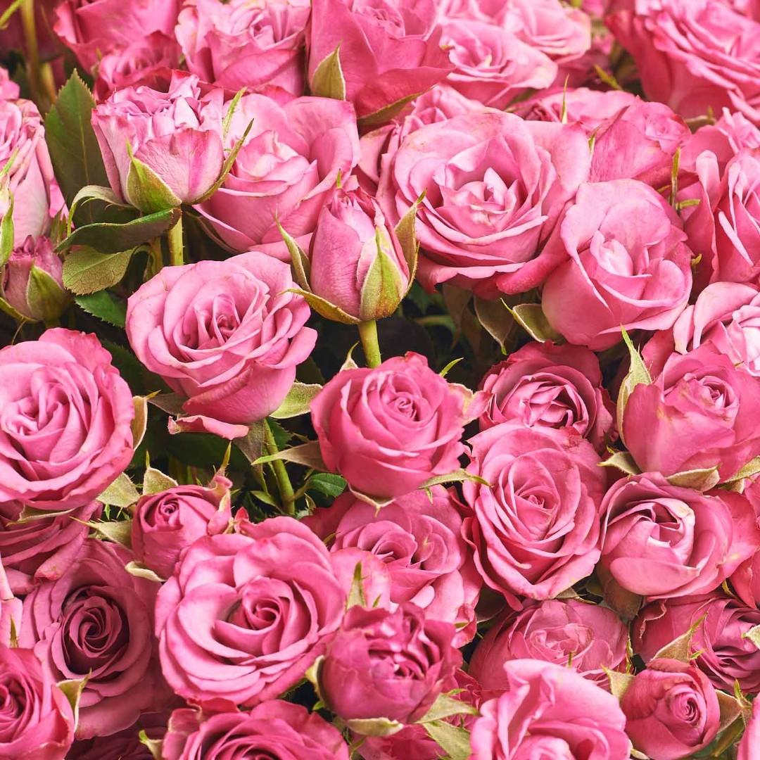 Product image Bouquet of 51 Purple Roses Spray, vendor code: 4059