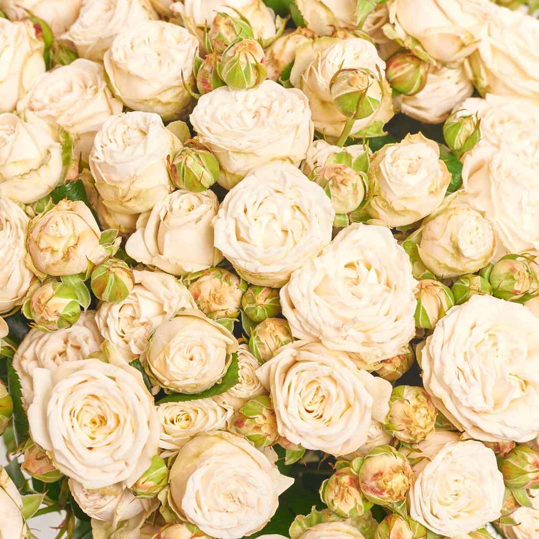 Product image Bouquet of 25 Peony Roses Spray Princess Bombastic, vendor code: 4063