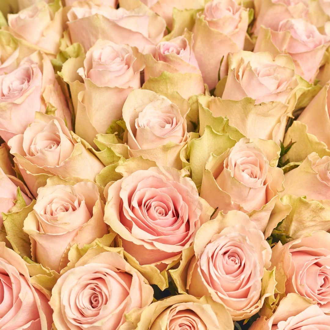 Product image Bouquet of 51 Roses Pink Athena, vendor code: 4081