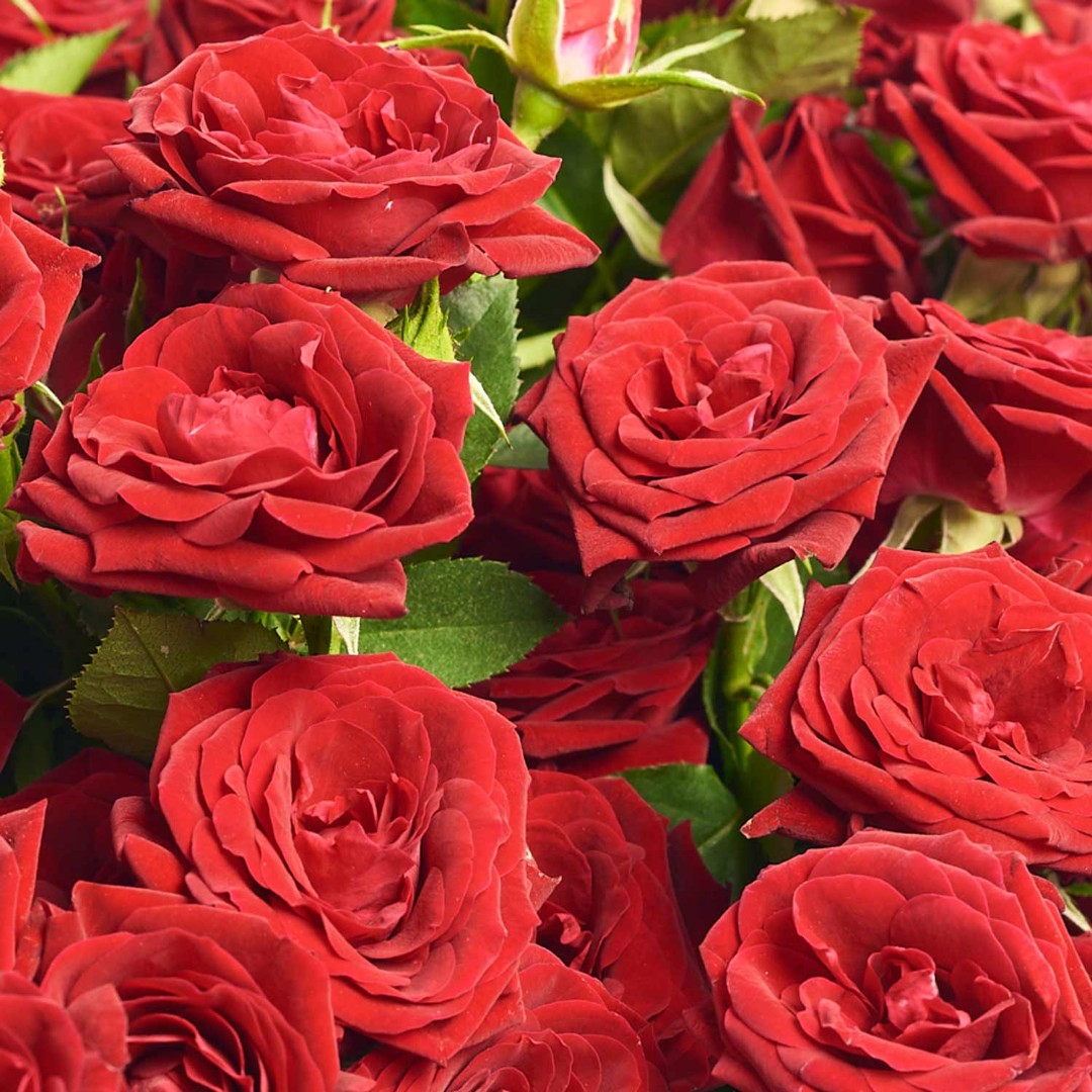 Product image Bouquet of 25 Red Roses Spray, vendor code: 4082