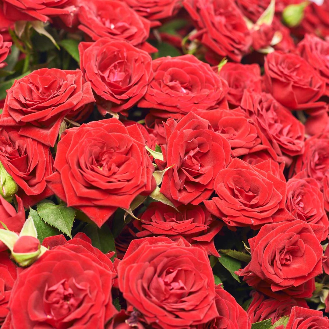Product image Bouquet of 51 Red Roses Spray, vendor code: 4083