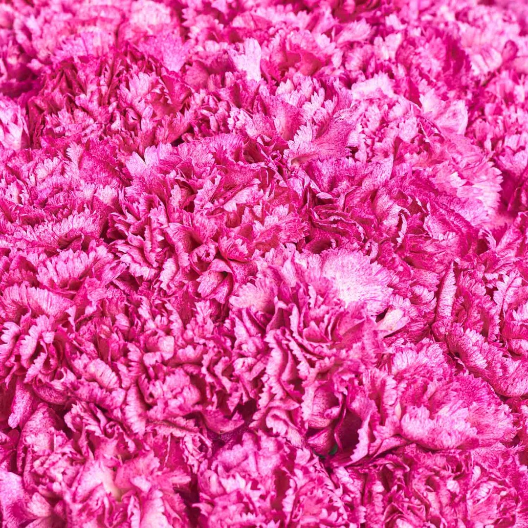 Product image Bouquet of 51 Purple Carnations, vendor code: 4087