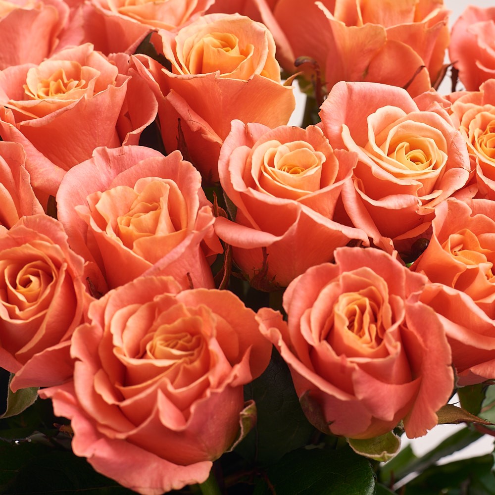 Зображення товару , артикул: 